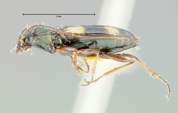 Media type: image; Entomology 16301   Aspect: habitus lateral view